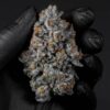 AK 47 Strain (AK47 Weed)
