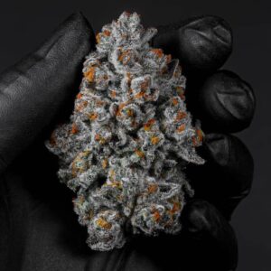 AK 47 Strain (AK47 Weed)