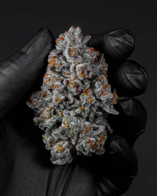AK 47 Strain (AK47 Weed)
