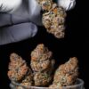 Banjo Kush